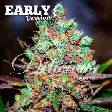 Delicious Seeds Cotton Candy Kush Early Version - 3...