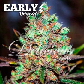 Delicious Seeds Cotton Candy Kush Early Version - 3 feminized seeds