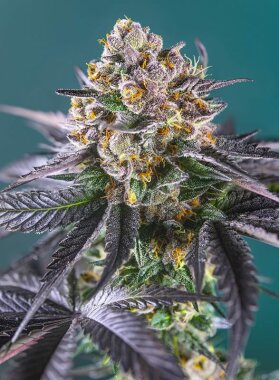 Sweet Seeds Red Strawberry Banana AUTO - 3 autoflowering...