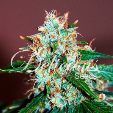 Delicious Seeds Critical Neville Haze - 3 feminisierte Samen