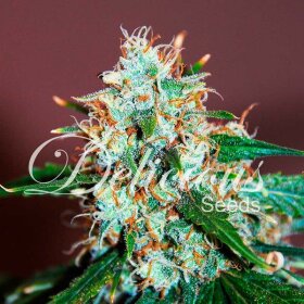 Delicious Seeds Critical Neville Haze - 3 feminized seeds