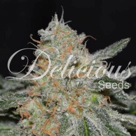 Delicious Seeds Critical Neville Haze - 3 feminized seeds