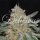 Delicious Seeds Critical Neville Haze - 3 feminisierte Samen