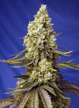 Sweet Seeds Runtz XL AUTO - 3 autoflowering Samen