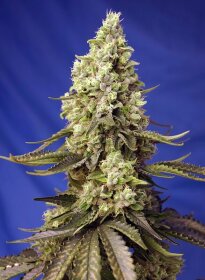 Sweet Seeds Runtz XL AUTO - 3 automated seeds