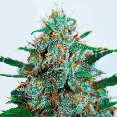 Delicious Seeds Critical Neville Haze AUTO - 3...