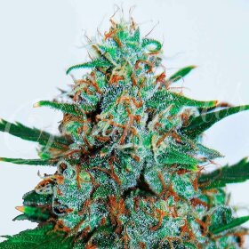 Delicious Seeds Critical Neville Haze AUTO - 3 automated seeds