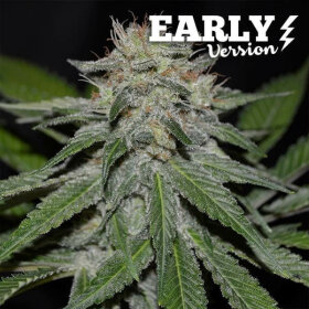 Delicious Seeds Critical Neville Haze Early Version - 3 feminized seeds