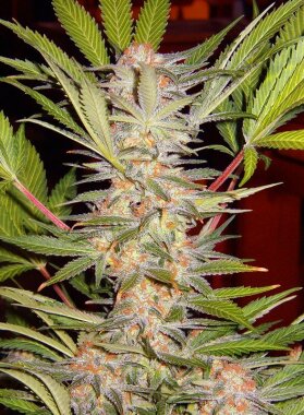 Sweet Seeds S.A.D. Sweet Afgani Delicious F1 Fast Version...