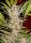 Sweet Seeds S.A.D. Sweet Afgani Delicious F1 FAST VERSION - 3 feminisierte Samen