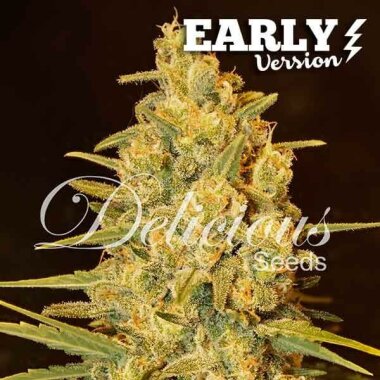 Delicious Seeds Critical Sensi Star Early Version - 3...