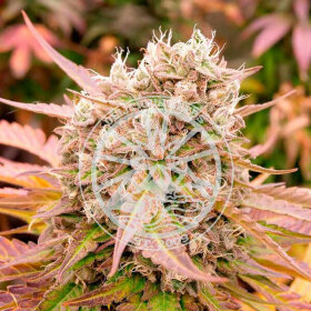 Delicious Seeds Dark Lemonade AUTO - 3 automated seeds