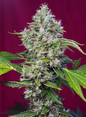 Sweet Seeds San Fernando Lemon Kush - 3 feminized seeds