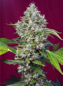 Sweet Seeds San Fernando Lemon Kush - 3 feminisierte Samen