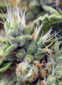 Sweet Seeds San Fernando Lemon Kush - 3 feminisierte Samen