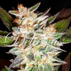 Delicious Seeds Delicious Candy AUTO - 3 automated seeds