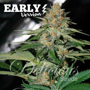 Delicious Seeds Delicious Candy Early Version - 3 feminisierte Samen