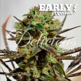 Delicious Seeds Delicious Candy Early Version - 3 feminized seeds