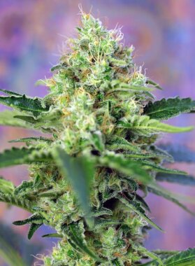 Sweet Seeds Crystal Candy - 3 feminisierte Samen