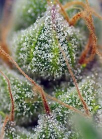 Sweet Seeds Crystal Candy - 3 feminisierte Samen