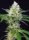 Sweet Seeds Crystal Candy - 3 feminisierte Samen