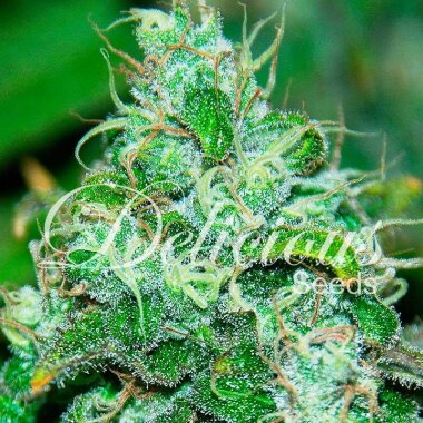 Delicious Seeds Fruity Chronic Juice - 3 feminisierte Samen