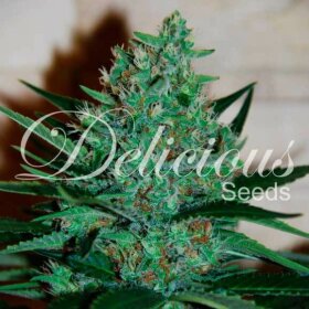 Delicious Seeds Fruity Chronic Juice - 3 feminized seeds