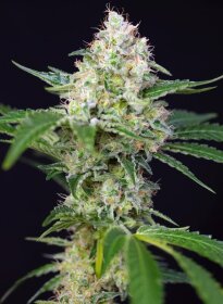 Sweet Seeds Crystal Candy AUTO - 3 autoflowering Samen