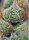 Sweet Seeds Crystal Candy AUTO - 3 autoflowering Samen