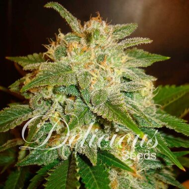 Delicious Seeds La Bella Afrodita AUTO - 3 autoflowering...