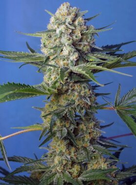 Sweet Seeds Crystal Candy F1 FAST VERSION - feminisierte...