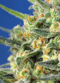 Sweet Seeds Crystal Candy F1 FAST VERSION - feminisierte Samen