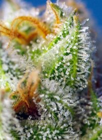 Sweet Seeds Crystal Candy F1 FAST VERSION - feminisierte Samen