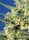 Sweet Seeds Crystal Candy F1 FAST VERSION - feminisierte Samen