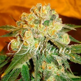 Delicious Seeds Marmalate - 3 feminized seeds