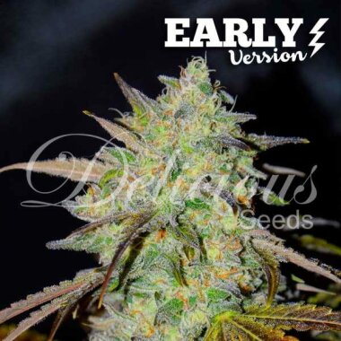 Delicious Seeds Marmalate Early Version - 3 feminisierte Samen