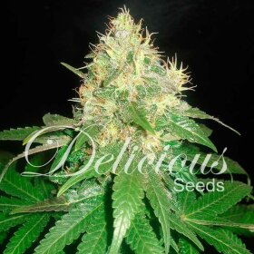 Delicious Seeds Northern Lights Blue - 3 feminisierte Samen