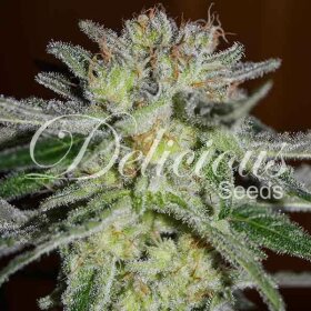 Delicious Seeds Northern Lights Blue - 3 feminized seeds