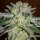 Delicious Seeds Northern Lights Blue - 3 feminisierte Samen