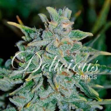 Delicious Seeds Northern Lights Blue AUTO - 3...