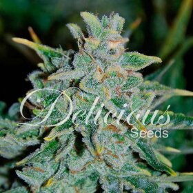 Delicious Seeds Northern Lights Blue AUTO - 3 automatisierte Samen