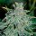 Delicious Seeds Northern Lights Blue AUTO - 3 automatisierte Samen