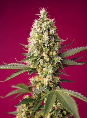 Sweet Seeds Skywalker OG Runtz XL AUTO - 3 automated seeds