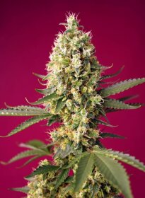 Sweet Seeds Skywalker OG Runtz XL AUTO - 3 autoflowering Samen