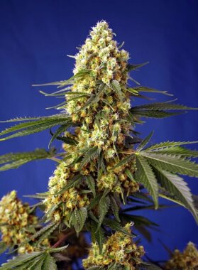 Sweet Seeds Strawberry Banana Gelato XL AUTO - 3...