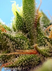 Sweet Seeds Strawberry Banana Gelato XL AUTO - 3 autoflowering Samen