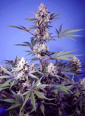 Sweet Seeds Strawberry Cola Sherbet F1 FAST VERSION - 3...