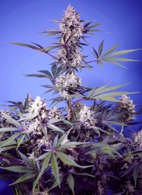 Sweet Seeds Mental Rainbow F1 FAST VERSION - 3 feminisierte Samen