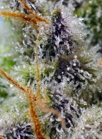 Sweet Seeds Mental Rainbow F1 FAST VERSION - 3 feminisierte Samen