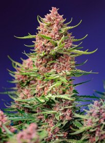 Sweet Seeds Strawberry Cola Sherbet F1 FAST VERSION - 3 feminisierte Samen